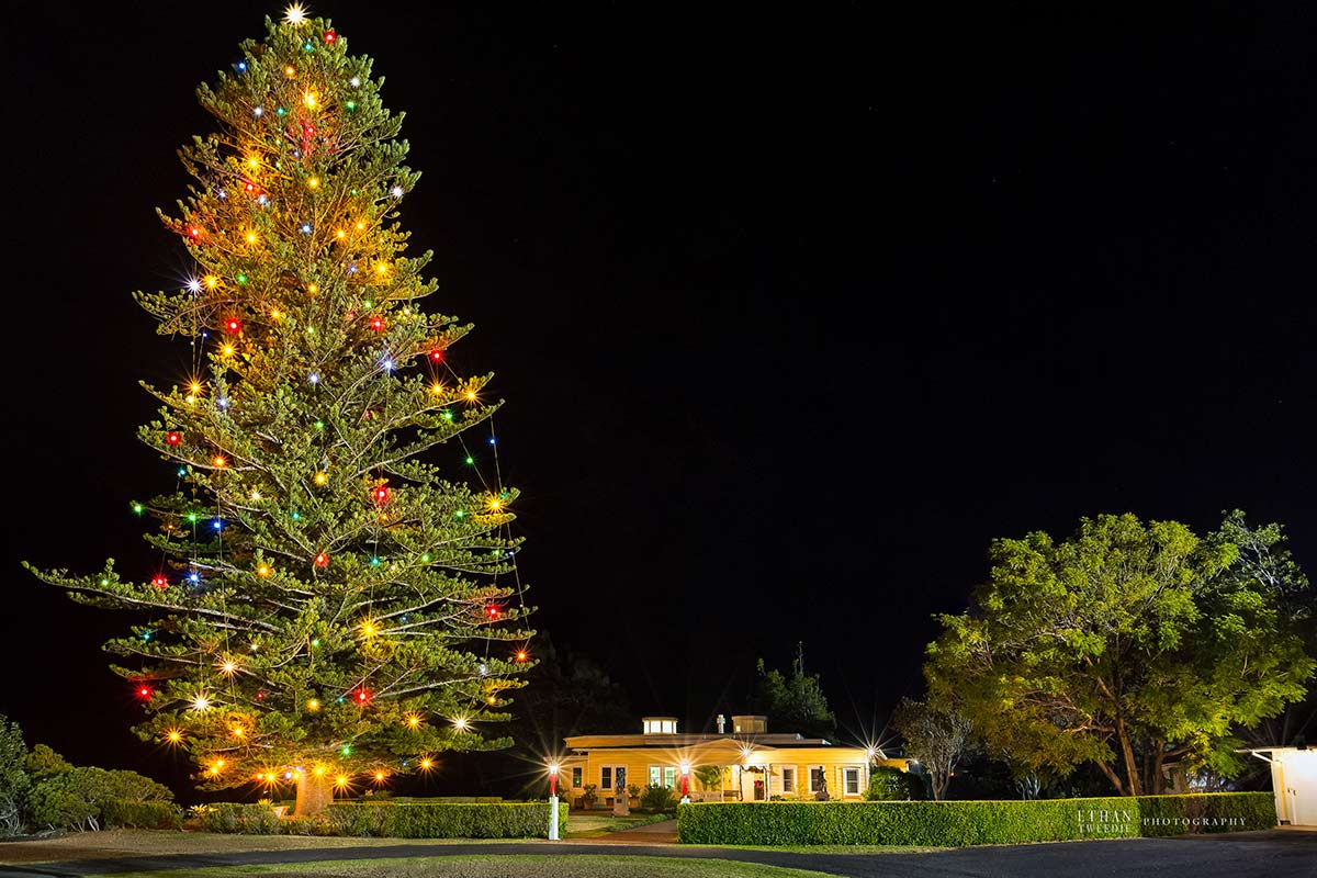Ethan Tweedie - Parker Ranch Christmas Tree