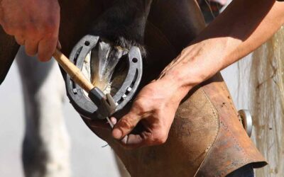 Paniolo Farriers in Hawaiʻi: From Stone to Steel